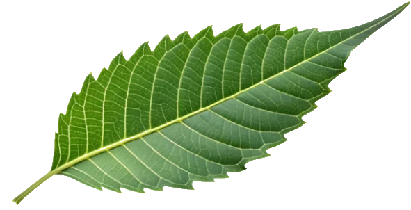 Ayurvedic Medicinal Leaf
